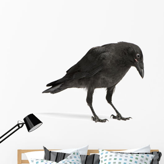 Young Carrion Crow Wall Decal