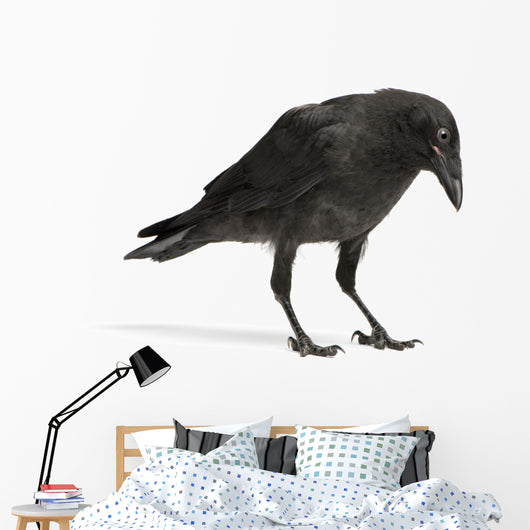 Young Carrion Crow Wall Decal
