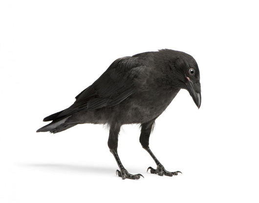 Young Carrion Crow Wall Decal