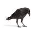 Young Carrion Crow Wall Decal