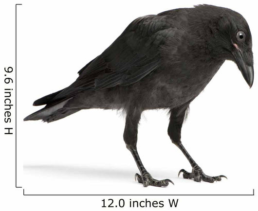 Young Carrion Crow Wall Decal
