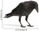 Young Carrion Crow Wall Decal
