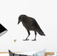 Young Carrion Crow Corvus Wall Decal
