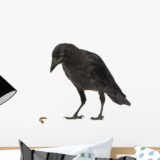 Young Carrion Crow Corvus Wall Decal