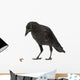 Young Carrion Crow Corvus Wall Decal