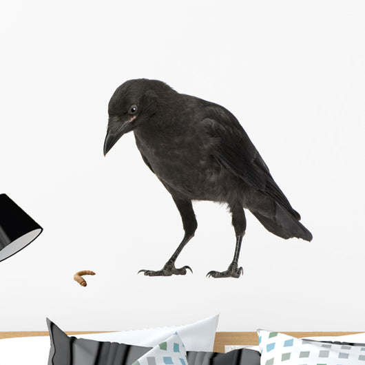 Young Carrion Crow Corvus Wall Decal