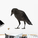 Young Carrion Crow Corvus Wall Decal