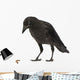Young Carrion Crow Corvus Wall Decal
