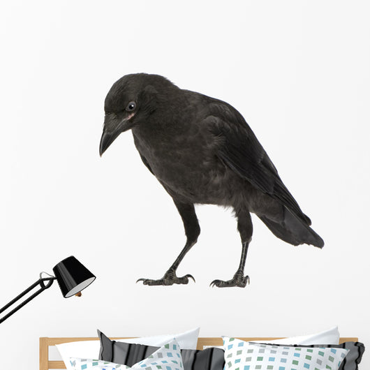 Young Carrion Crow Corvus Wall Decal