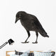 Young Carrion Crow Corvus Wall Decal