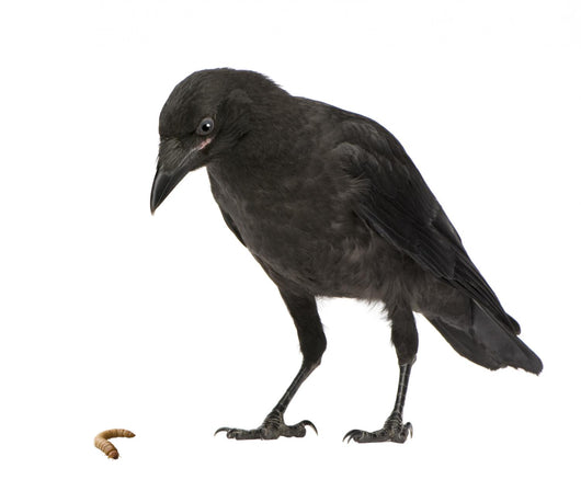 Young Carrion Crow Corvus Wall Decal