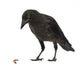 Young Carrion Crow Corvus Wall Decal