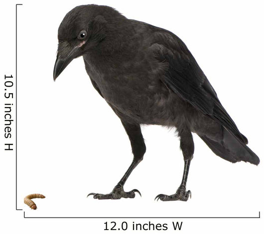 Young Carrion Crow Corvus Wall Decal