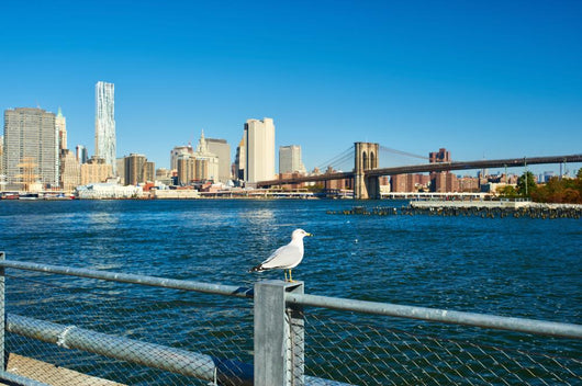 Seagull with Manhattan Wall Decal