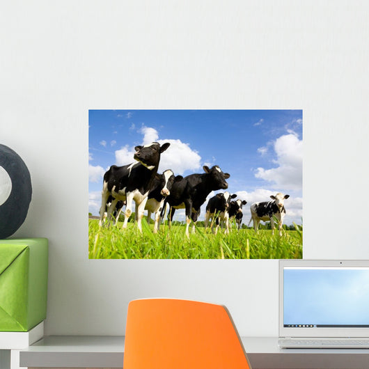 Holstein Cows Wall Decal