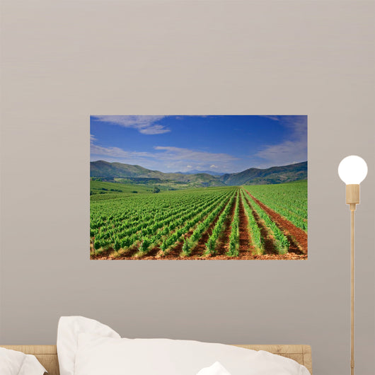 Vineyard Field Macedonia Wall Decal