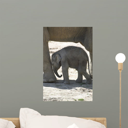 Elephanteau Wall Decal