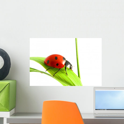 red ladybug
