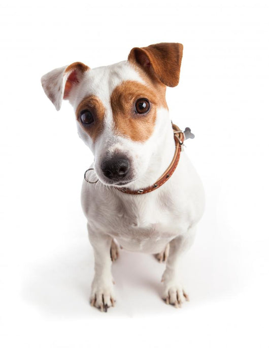 Jack Russell Terrier Dog Wall Decal