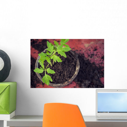 New Fresh Tomato Seedlings Wall Decal
