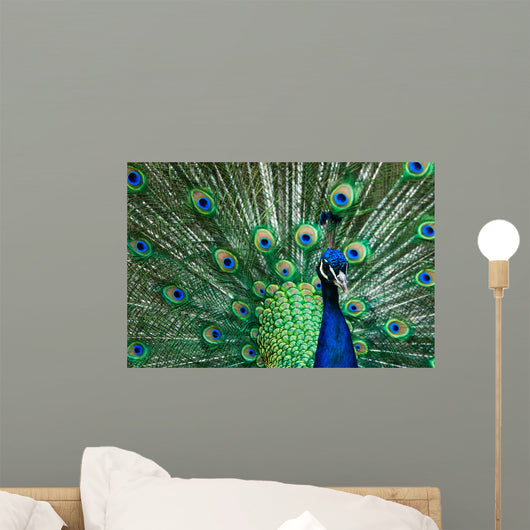 Beautiful Male Indian Peacock Wall Decal