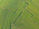 Pasture Wall Decal