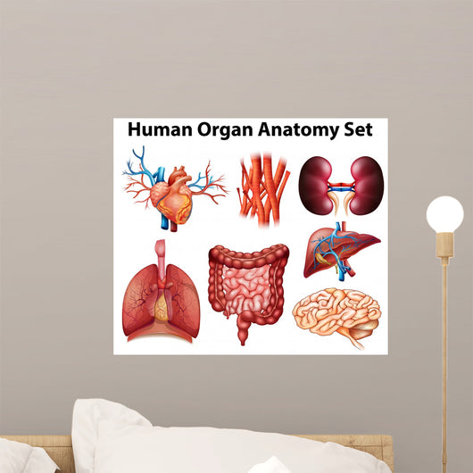 Anatomy Wall Stickers Wall Decal
