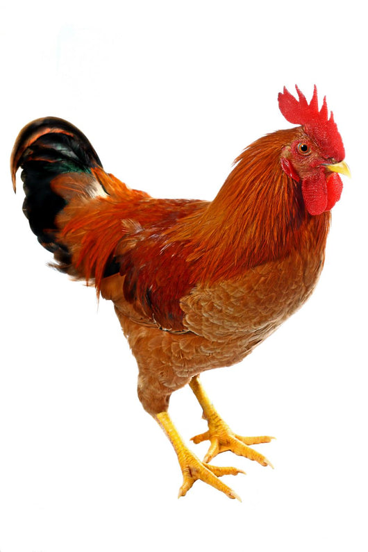 Red Rooster Wall Decal