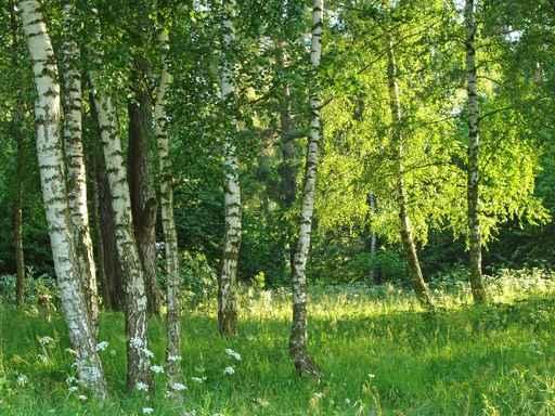 Birch Grove Wall Decal