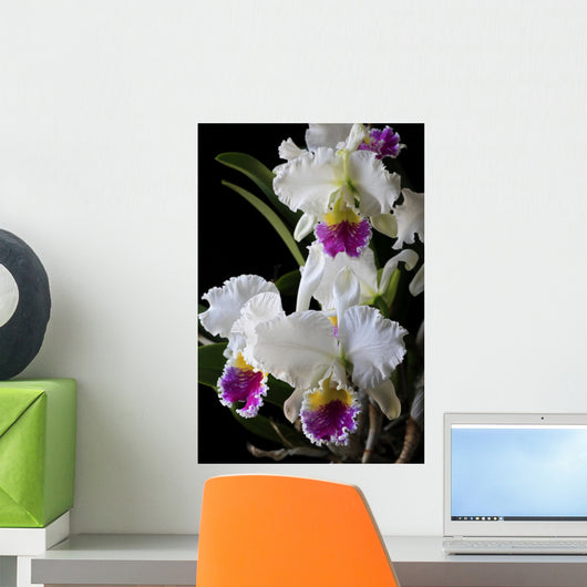 Cattleya Orchid Wall Decal