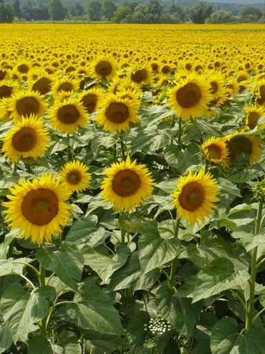 Sunflowers Wall Decal