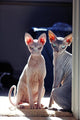 Sphynx Wall Decal