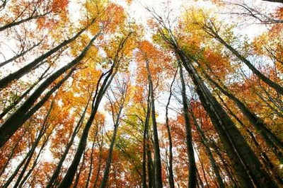 Autumn Forest Trees Wall Decal