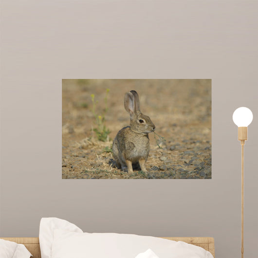 Wild Cotton Tail Rabbit Wall Decal