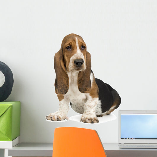 Basset Hound Wall Decal