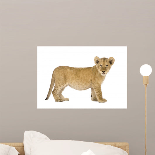 Lion Cub Wall Decal