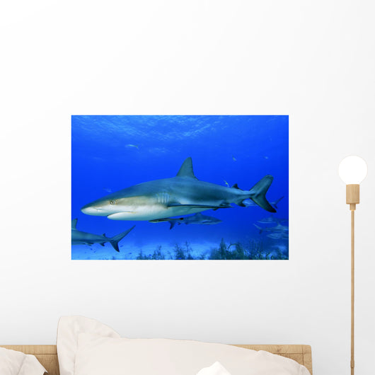 Caribbean Reef Sharks Bahamas Wall Decal