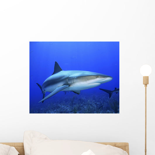 Caribbean Reef Shark Wall Decal