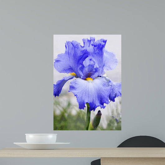 Purple Bearded Iris Wall Decal
