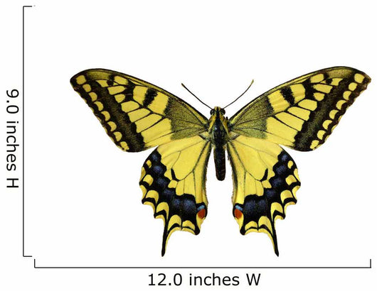 Butterfly Papilio Machaon Wall Decal