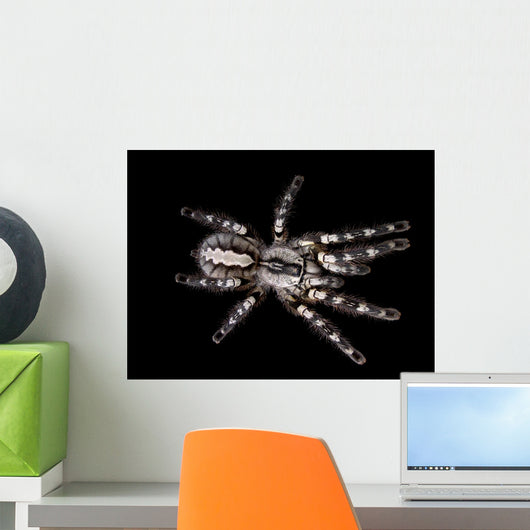 Indian Ornamental Tarantula Wall Decal