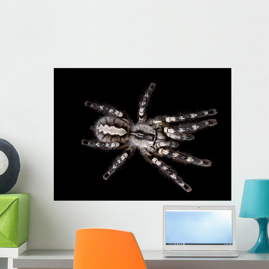 Indian Ornamental Tarantula Wall Decal