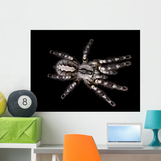 Indian Ornamental Tarantula Wall Decal