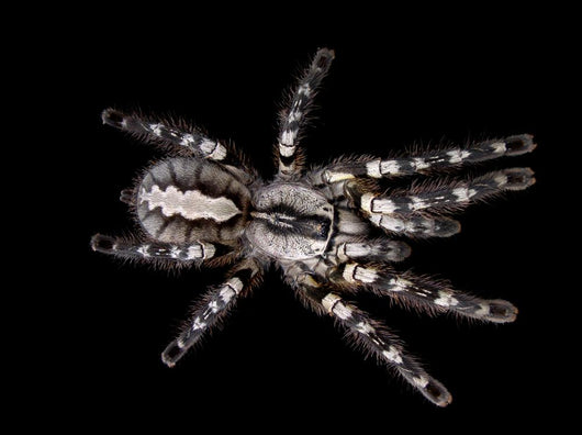 Indian Ornamental Tarantula Wall Decal