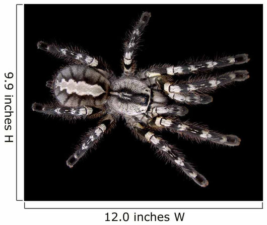 Indian Ornamental Tarantula Wall Decal