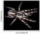 Indian Ornamental Tarantula Wall Decal