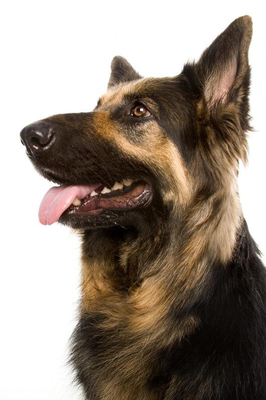 Police German Shepherd Wall Decal