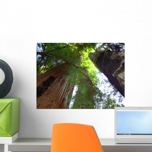 Redwoods State Park Wall Decal