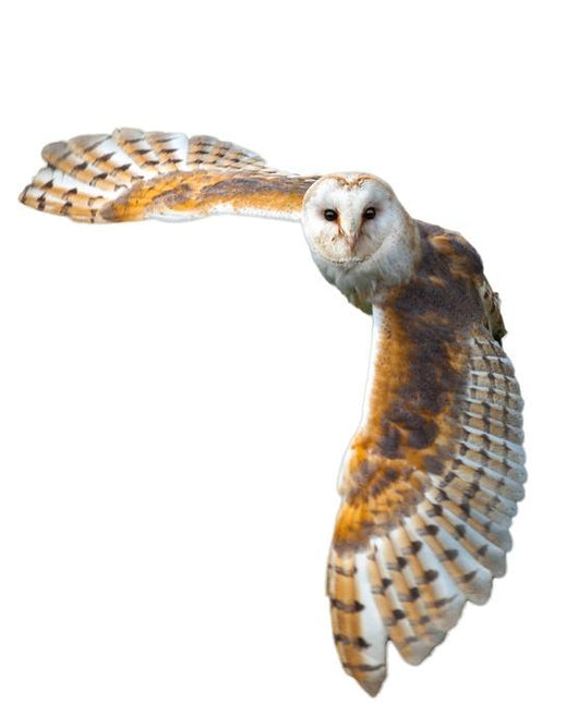 Flying Barn Owl Wall Decal
