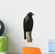 Young Carrion Crow Wall Decal